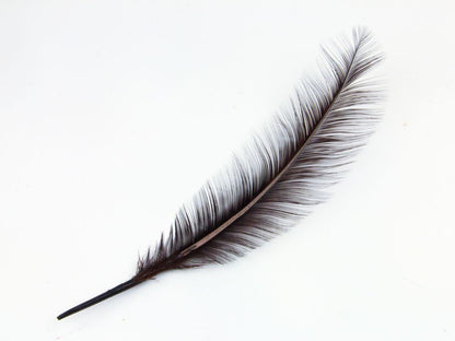 Burnt Turkey Quill Feather (Pack of 5)