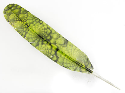 Decorative Printed Feathers (Pack of 3)