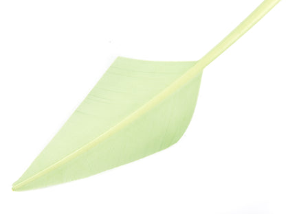 Turkey Arrowhead (Pack of 5)