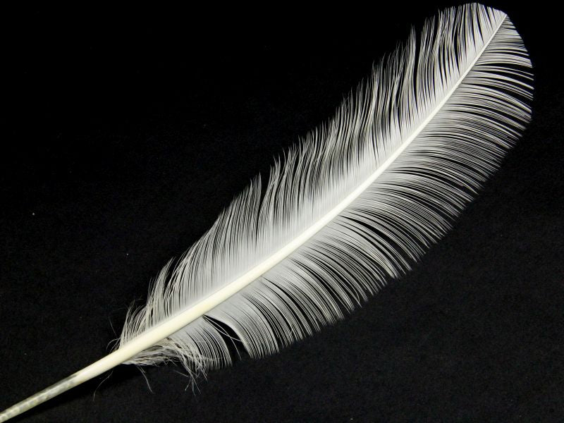 Burnt Turkey Quill Feather (Pack of 5)