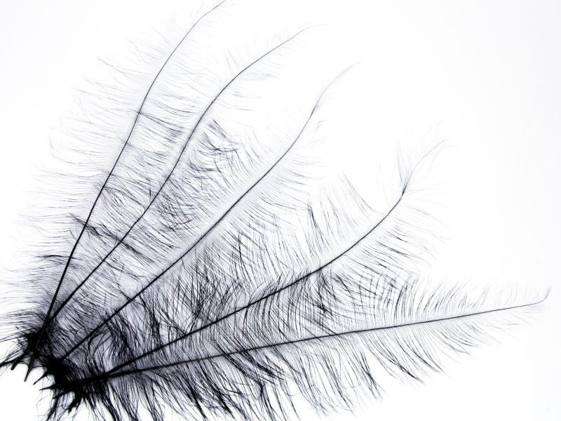 Burnt Ostrich Blondine Feather (Pack of 5)