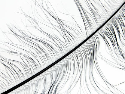 Burnt Ostrich Prime Wing Feathers