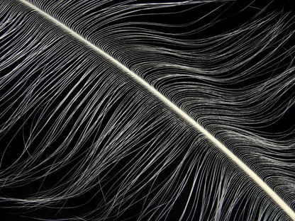 Burnt Ostrich Prime Wing Feathers