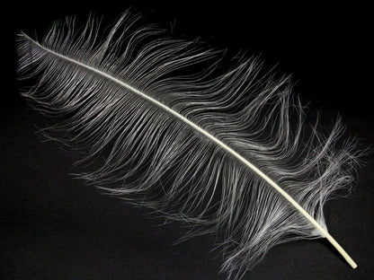 Burnt Ostrich Prime Wing Feathers