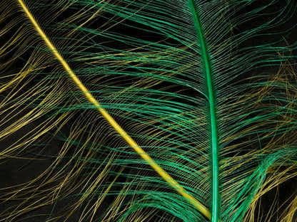 Burnt Ostrich Prime Wing Feathers