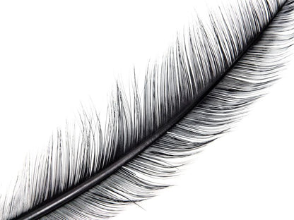 Burnt Turkey Quill Feather (Pack of 5)