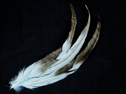 Long Chinchilla Coque Fringe - Dancewear colours