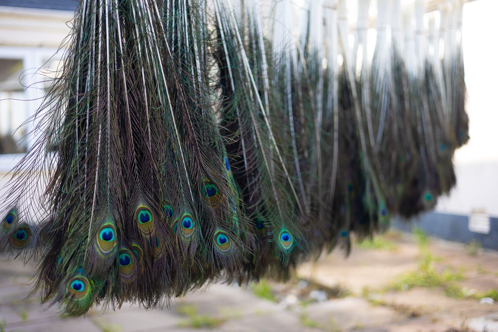 Bulk Peacock Tail Feathers