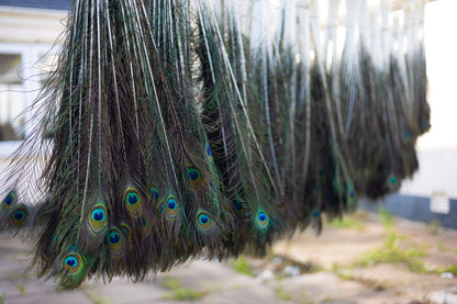 Bulk Peacock Tail Feathers