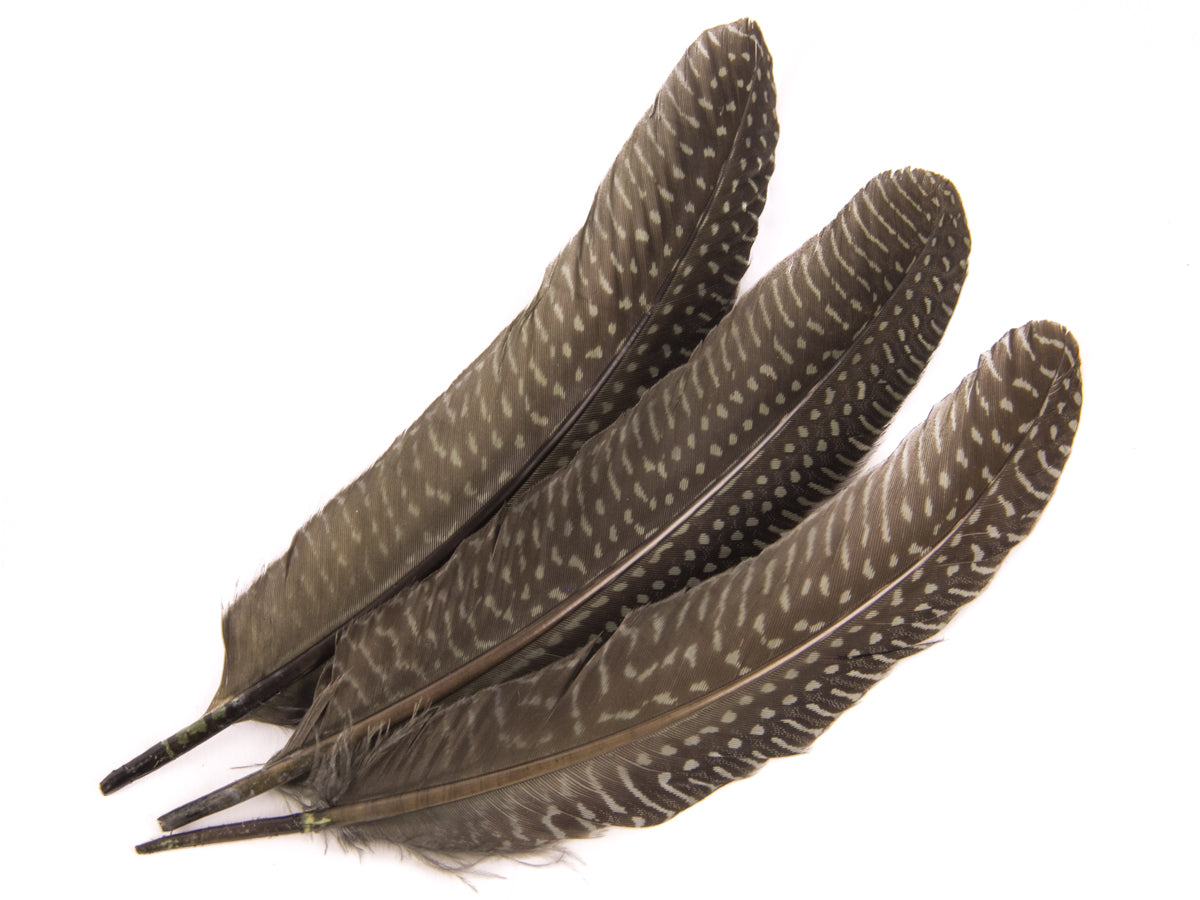 Dyed Guinea Fowl Quill (Pack of 10)