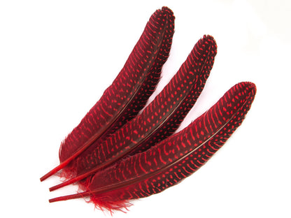 Dyed Guinea Fowl Quill (Pack of 10)