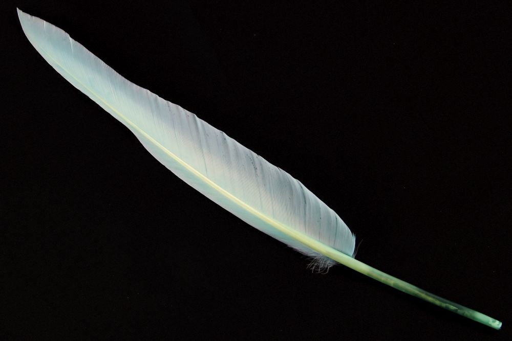 Bulk Goose Quill Feather