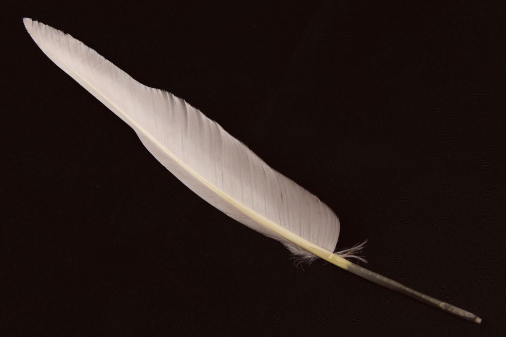 Authentic Goose Quill Pen