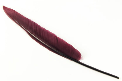 Authentic Goose Quill Pen