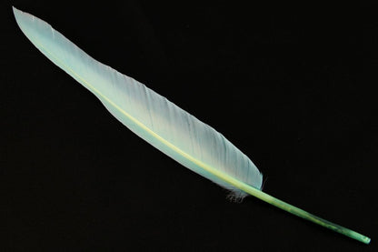 Authentic Goose Quill Pen