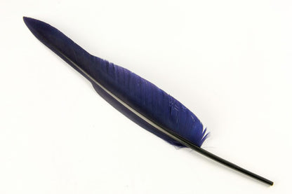 Authentic Goose Quill Pen