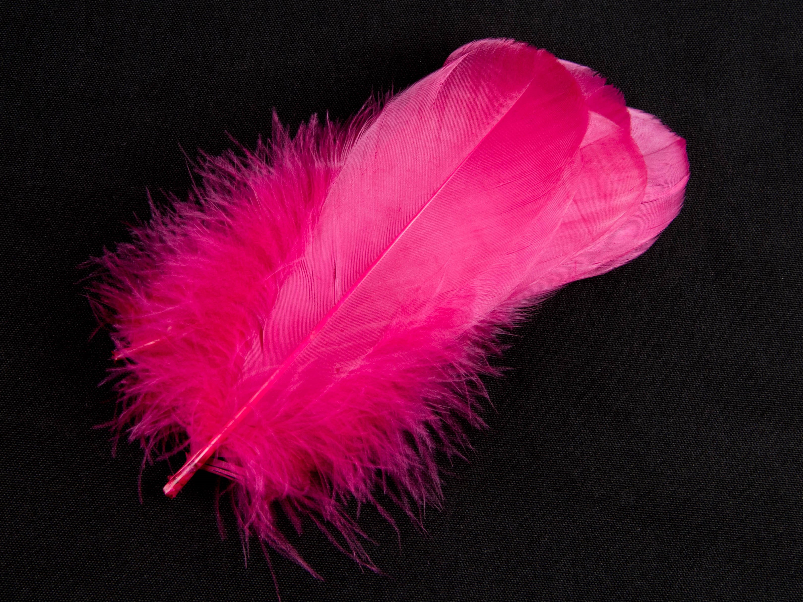 Bulk Goose Nagoire Feathers