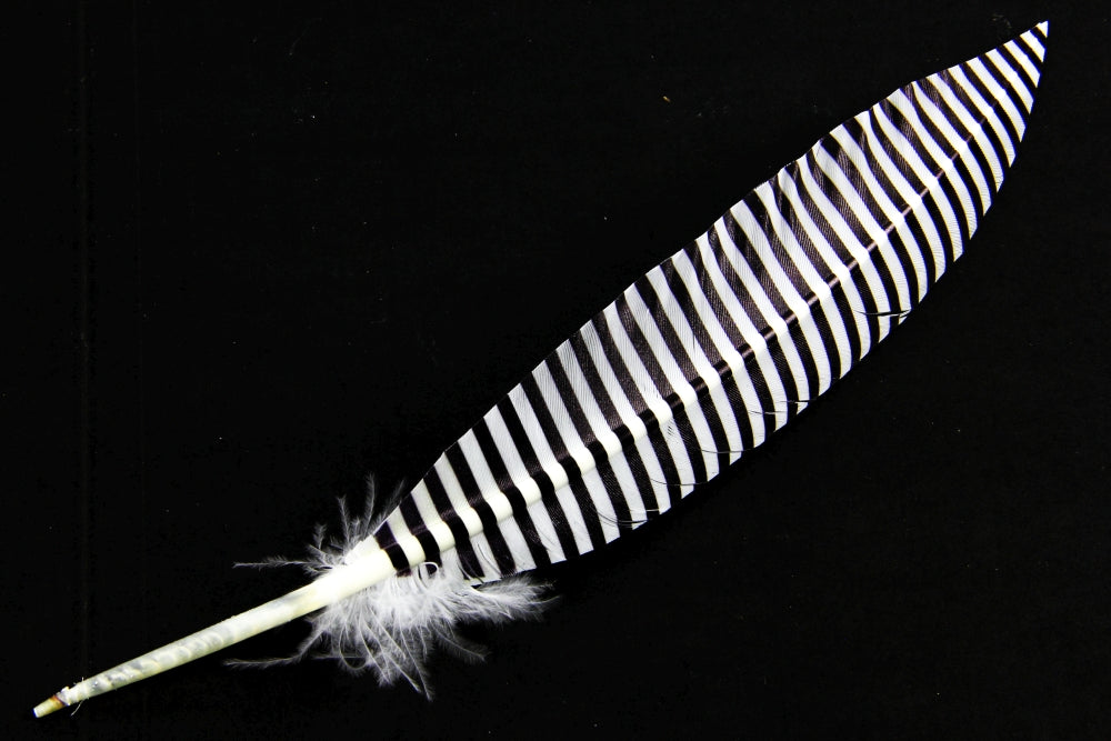 Print Pattern Trimmed Turkey Quill (Pack of 3)