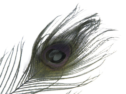 Peacock Tail Feather Dyed (Pack of 10)