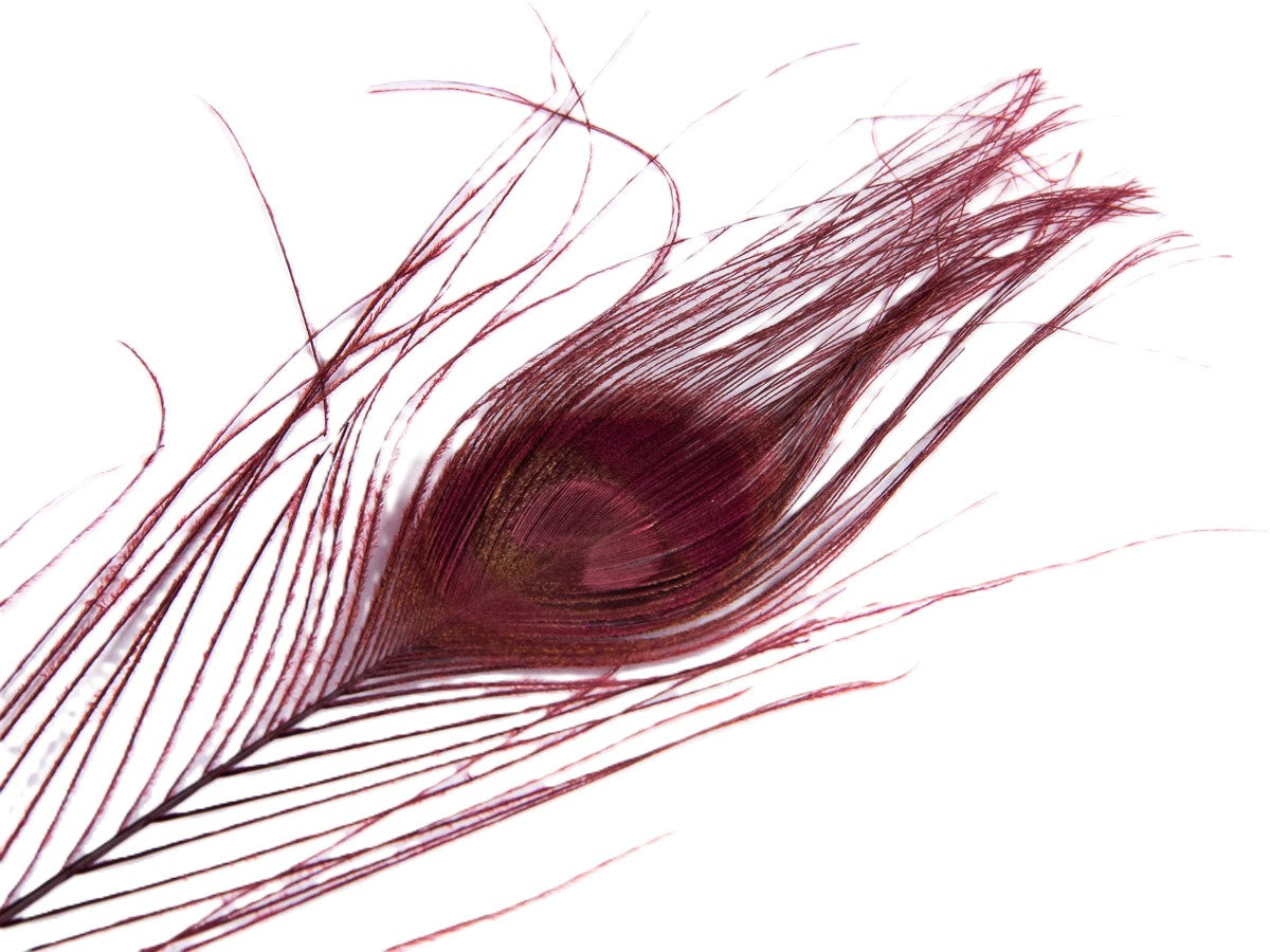 Peacock Tail Feather Dyed (Pack of 10)