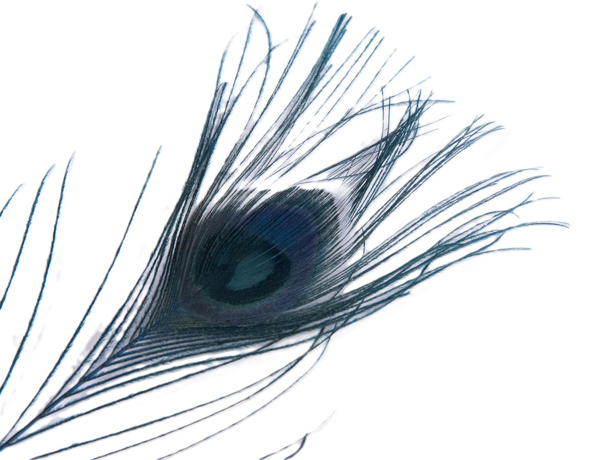 Peacock Tail Feather Dyed (Pack of 10)