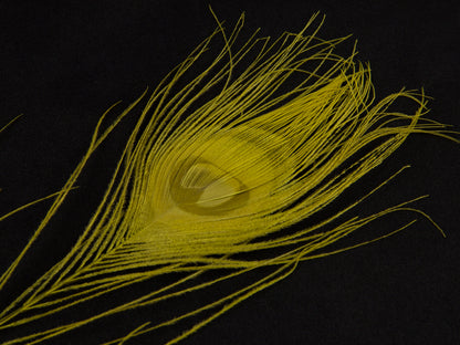 Peacock Eye Feather Dyed (Pack of 10)