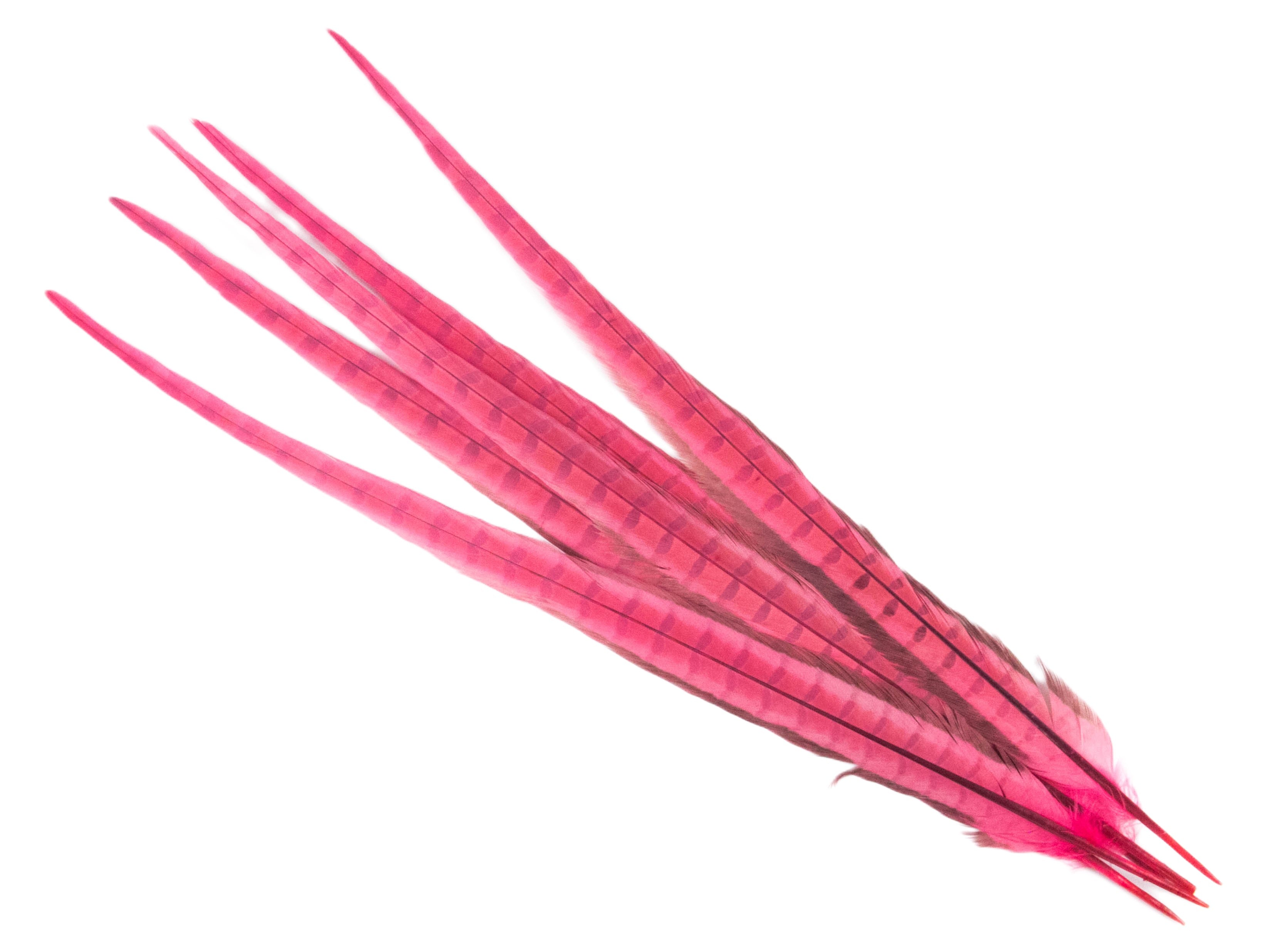 Ringneck Pheasant Centre Feather Dyed (Pack of 5)