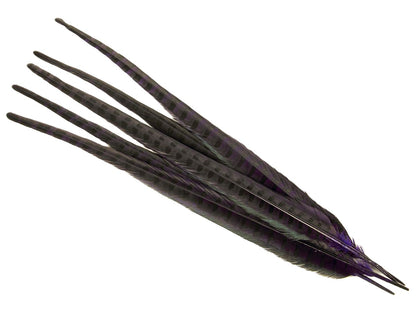 Ringneck Pheasant Centre Feather Dyed (Pack of 5)