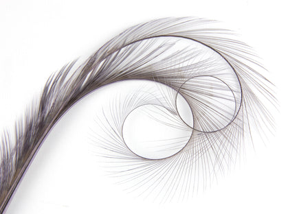 Burnt Curled Double Ringneck Pheasant Feather (Pack of 3)