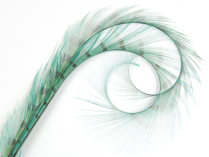 Burnt Curled Double Ringneck Pheasant Feather (Pack of 3)