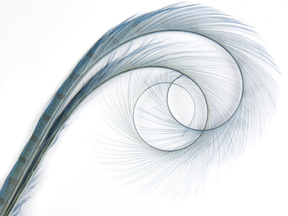 Burnt Curled Double Ringneck Pheasant Feather (Pack of 3)