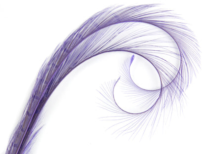Burnt Curled Double Ringneck Pheasant Feather (Pack of 3)