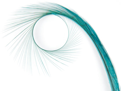 Burnt Curled Ringneck Pheasant Feather (Pack of 5)