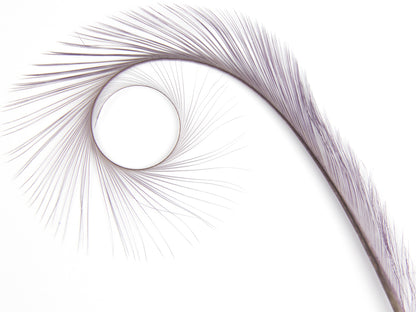 Burnt Curled Ringneck Pheasant Feather (Pack of 5)