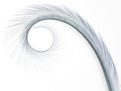 Burnt Curled Ringneck Pheasant Feather (Pack of 5)