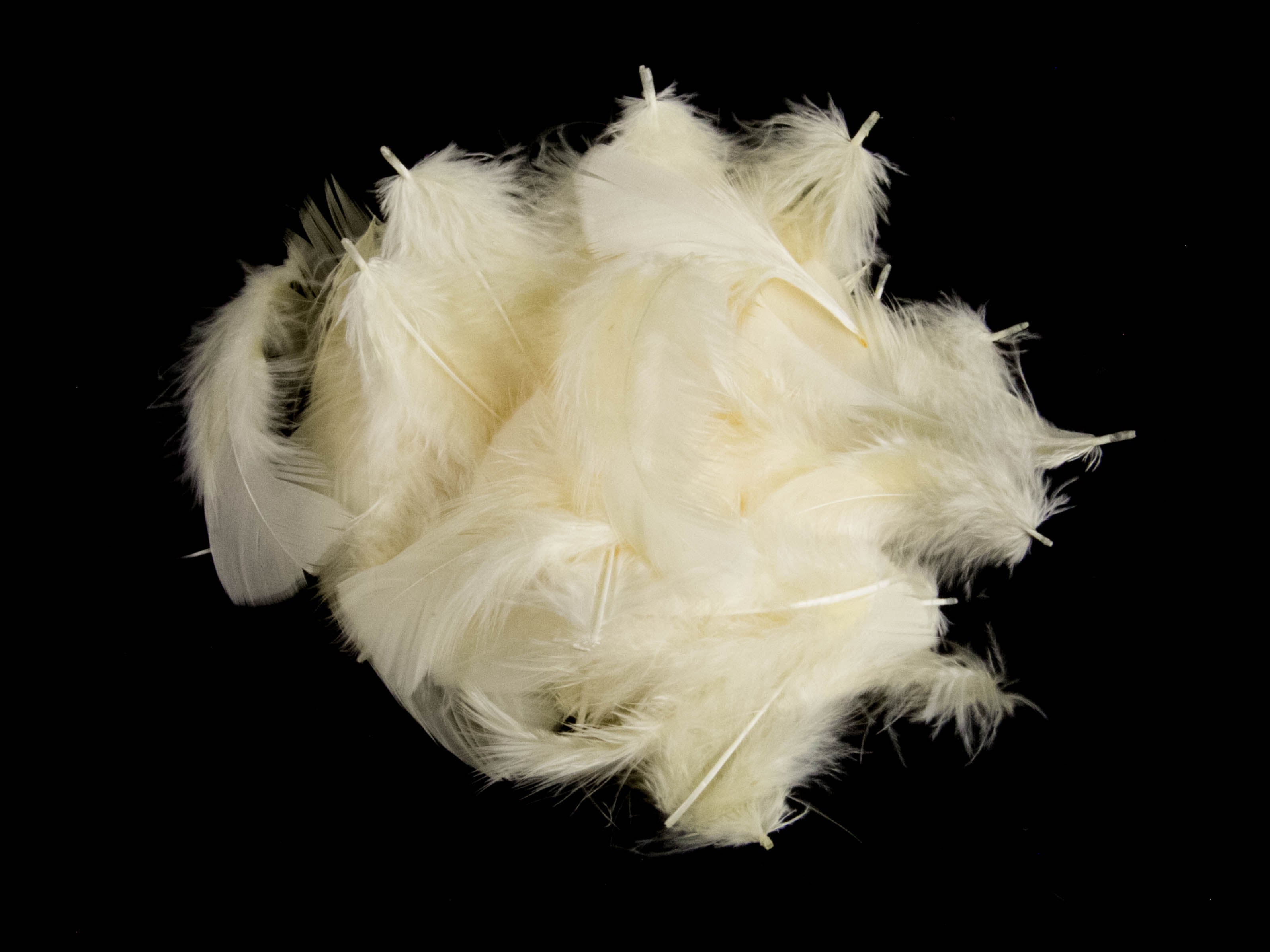Bulk Turkey Coquille Feathers