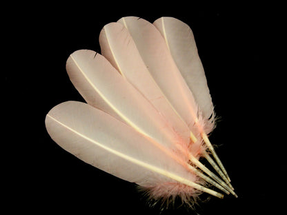 Turkey Quill Feather (Pack of 10)
