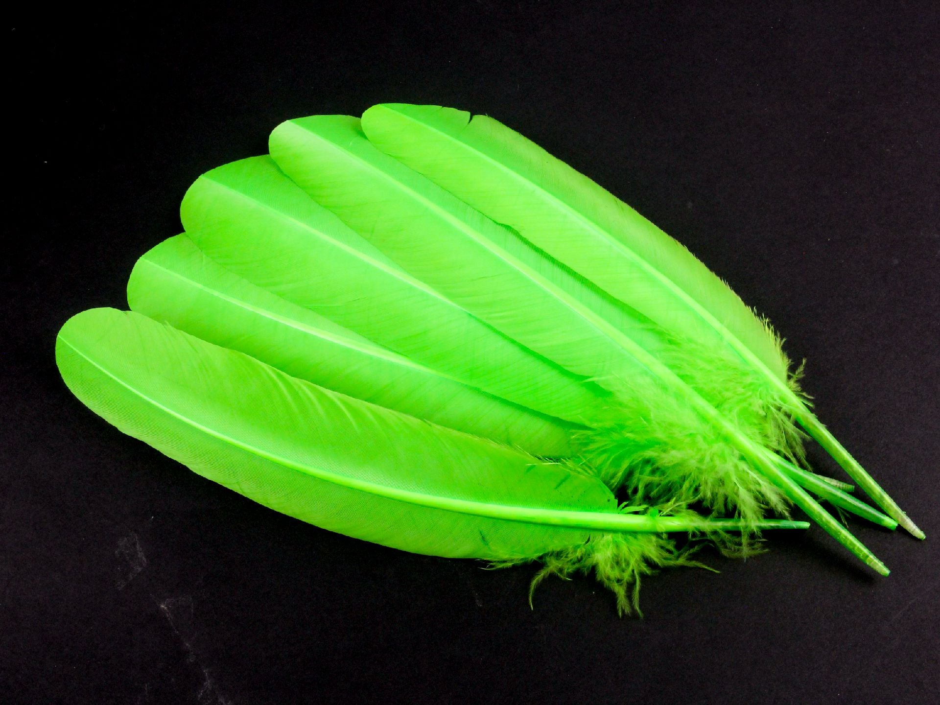 Authentic Turkey Quill Pen