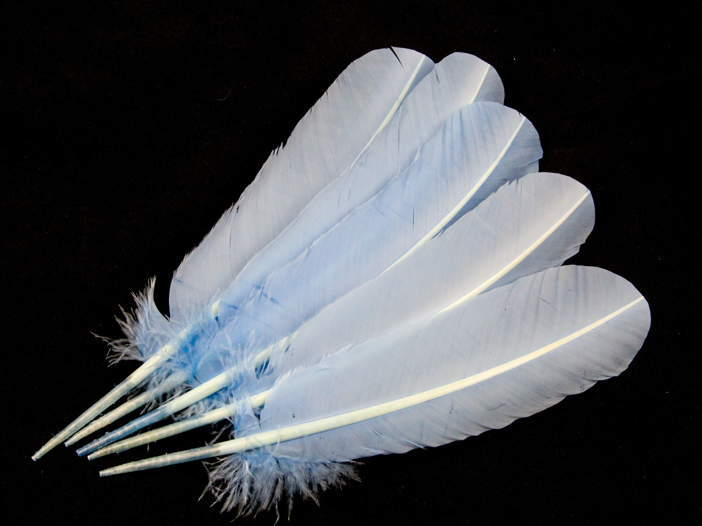 Turkey Quill Feather Pens - Deluxe finishes (Pack of 10)